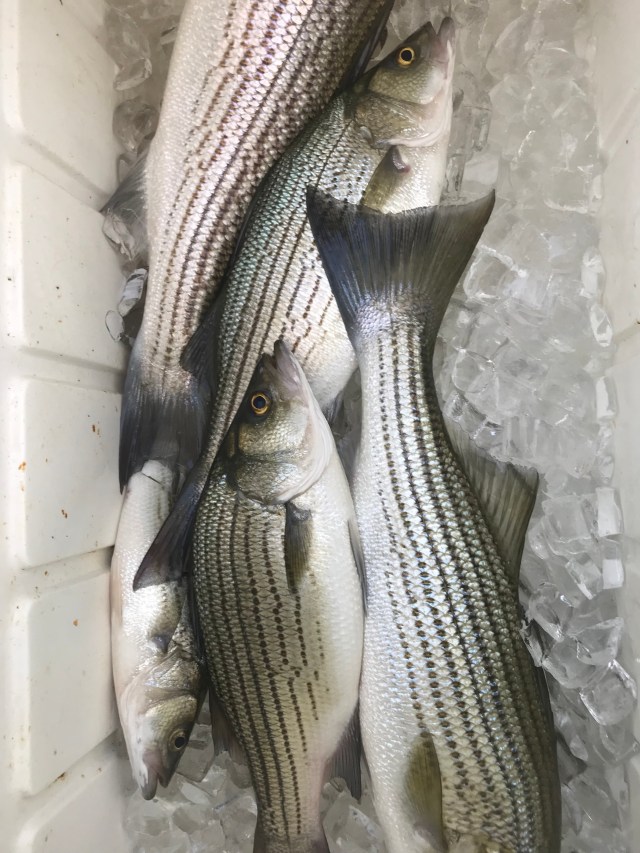 M1S7hOz+T1qCjq46b7kryQ